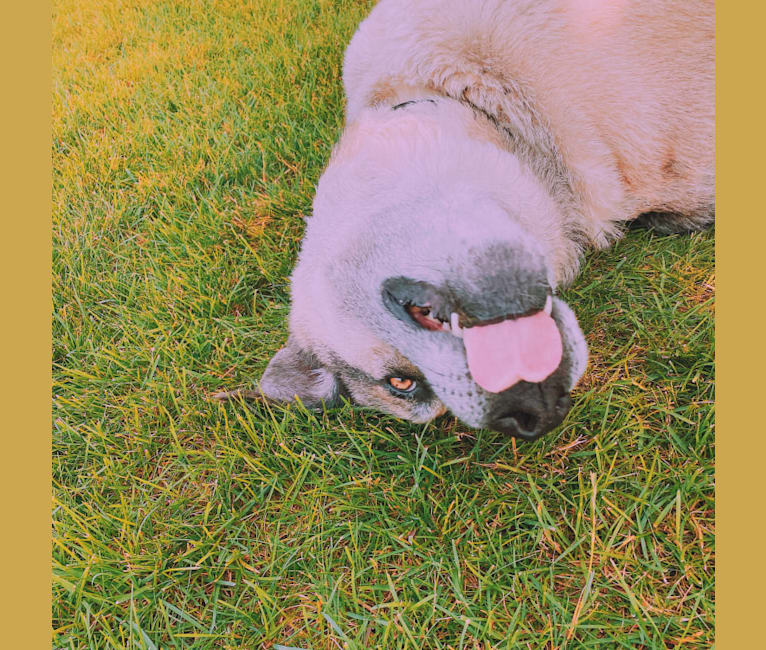 Photo of Tiko, a German Shepherd Dog, Perro de Presa Canario, and Mixed mix in Foley, MN, USA