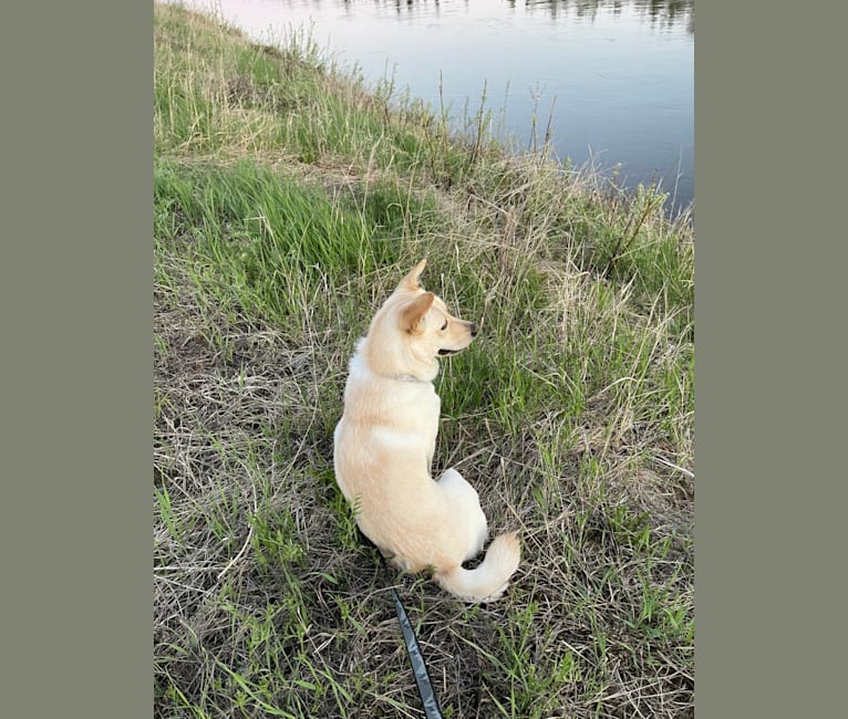 Nala, a Labrador Retriever and Chow Chow mix tested with EmbarkVet.com