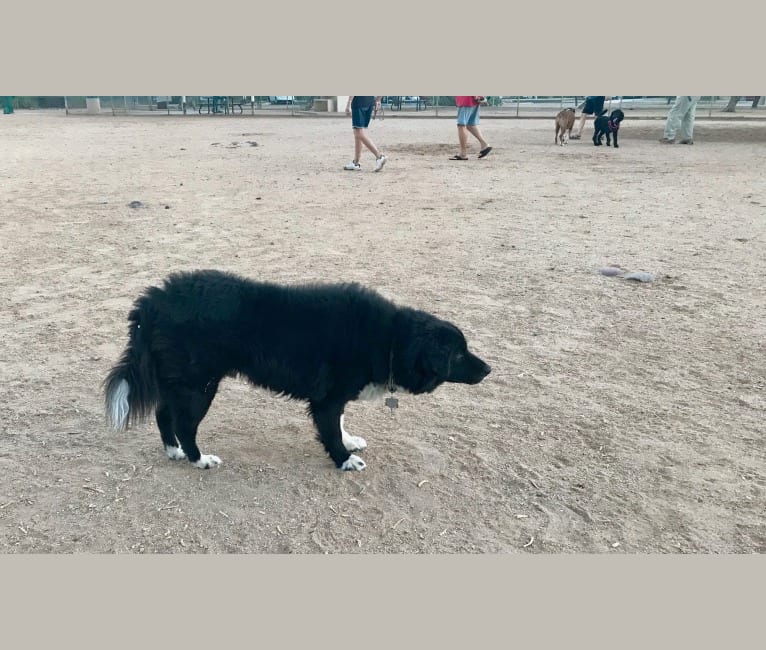 Photo of Nick, a Chow Chow, Poodle (Small), and Mixed mix in Tucson, Arizona, USA