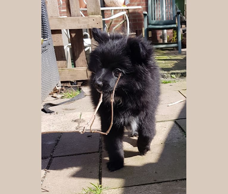 Kira, a Pomeranian and German Spitz mix tested with EmbarkVet.com