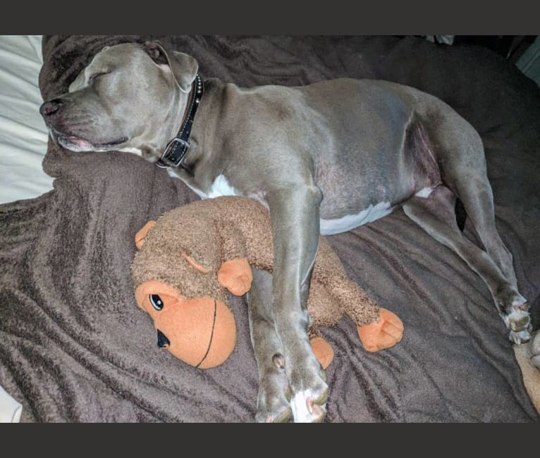 Niko, an American Pit Bull Terrier and American Staffordshire Terrier mix tested with EmbarkVet.com