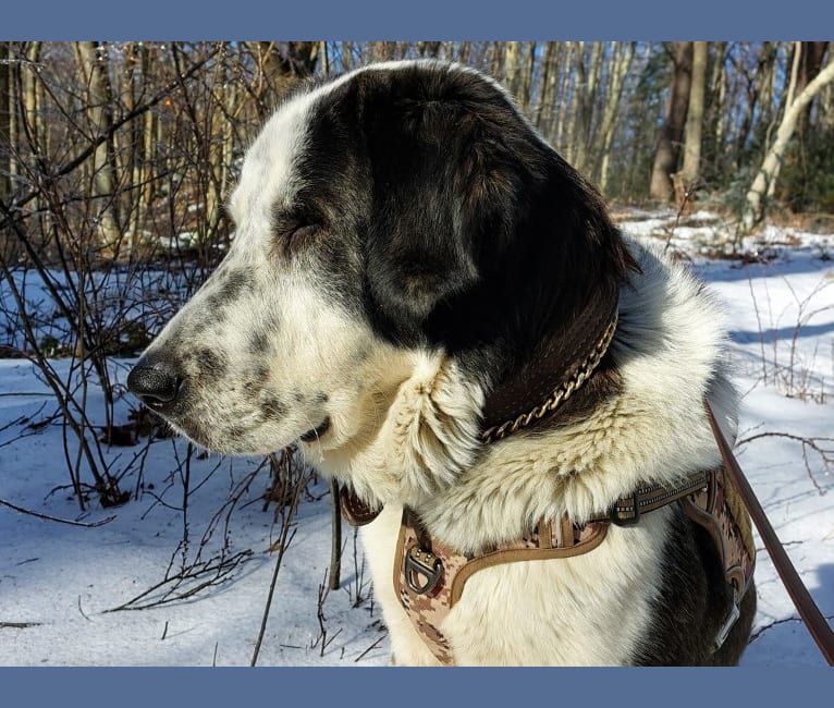 Lütfiye, a West Asian Village Dog tested with EmbarkVet.com