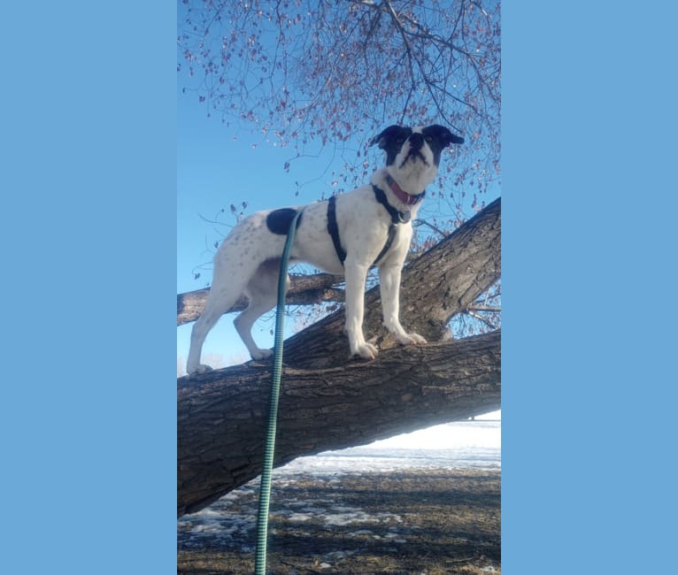 Stella, an American Pit Bull Terrier and German Shepherd Dog mix tested with EmbarkVet.com