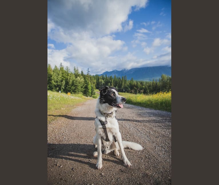 Jay, a Border Collie tested with EmbarkVet.com