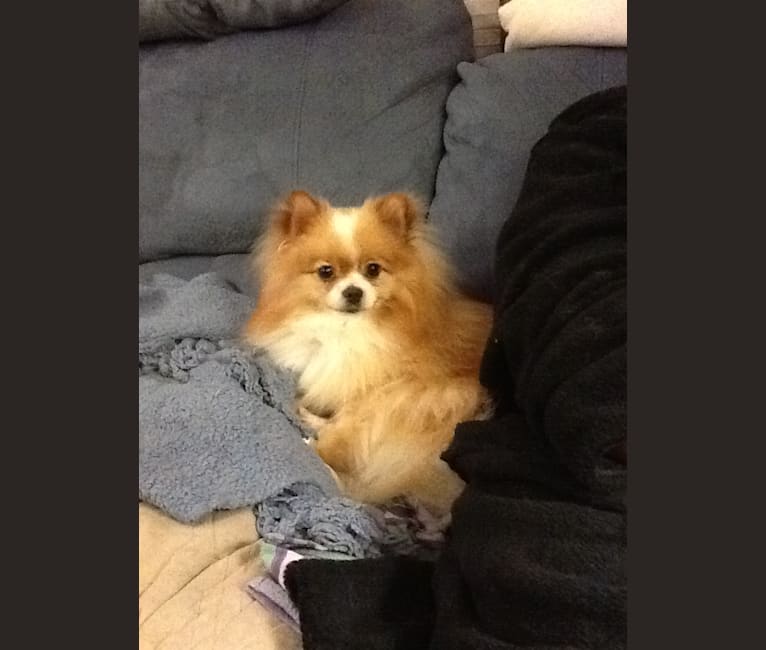 Peanut, a Pomeranian and Japanese Chin mix tested with EmbarkVet.com