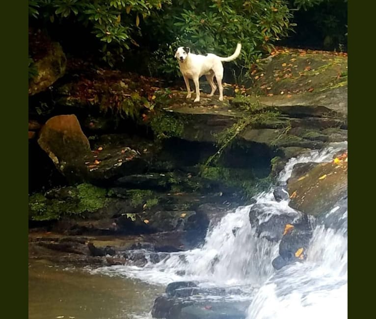 Photo of Dakota, a Labrador Retriever, Dalmatian, and American Pit Bull Terrier mix in Odd, West Virginia, USA