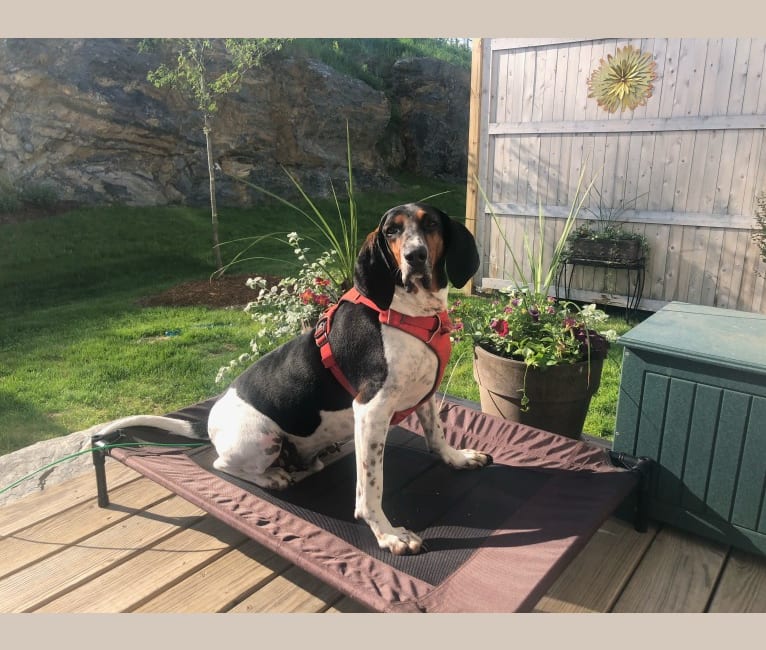Marty, a Treeing Walker Coonhound tested with EmbarkVet.com