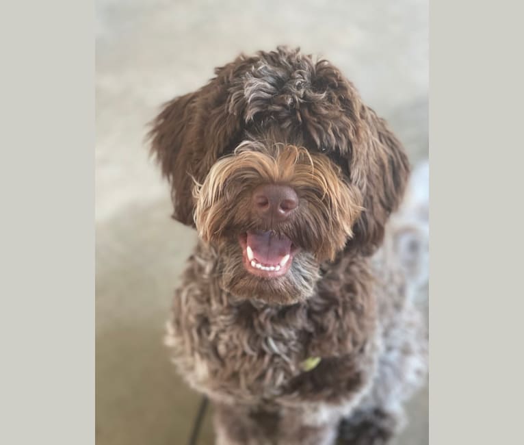 Photo of Ruby, a Portuguese Water Dog  in Nashville, TN, USA