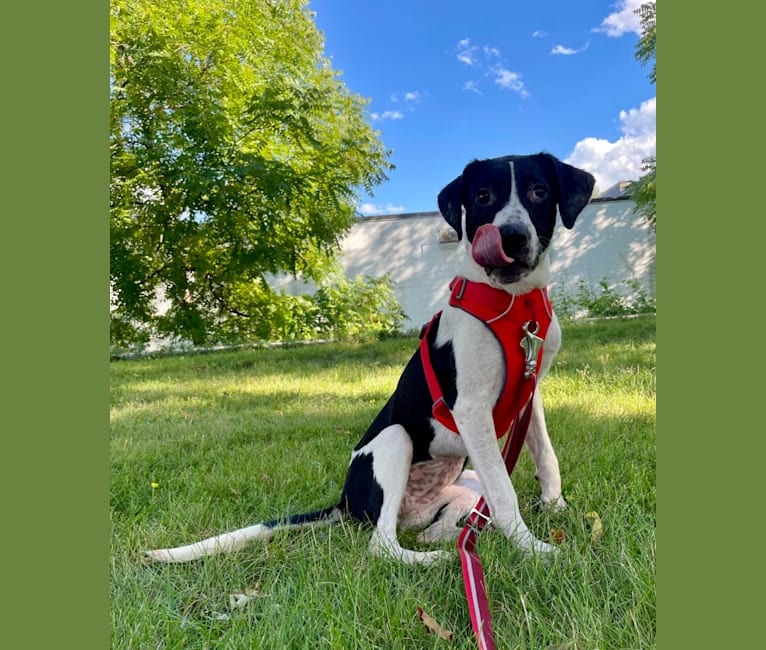 Lola, an American Pit Bull Terrier and Treeing Walker Coonhound mix tested with EmbarkVet.com