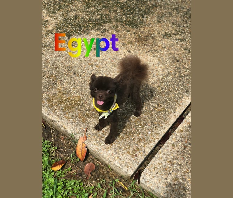 Egypt, a Pomeranian tested with EmbarkVet.com