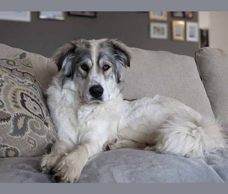 Photo of Peggy, a Great Pyrenees, Maremma Sheepdog, and Mixed mix in Buffalo Lake Metis Settlement, Alberta, Canada