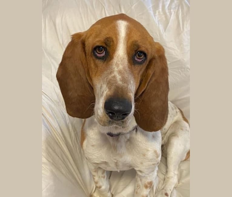 Basset hound cheap coonhound mix