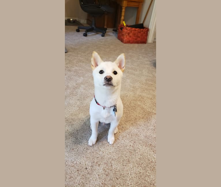 Koromaru, a Shiba Inu tested with EmbarkVet.com