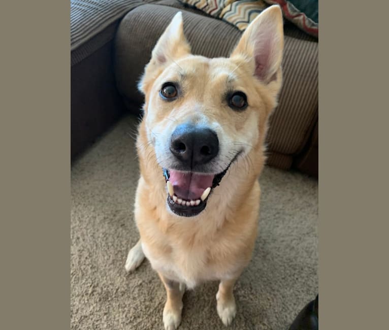 Phoebe, a German Shepherd Dog and American Pit Bull Terrier mix tested with EmbarkVet.com