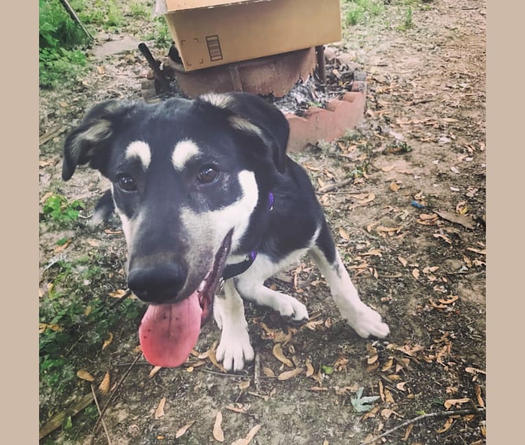 Fawkes, a Great Pyrenees and Anatolian Shepherd Dog mix tested with EmbarkVet.com