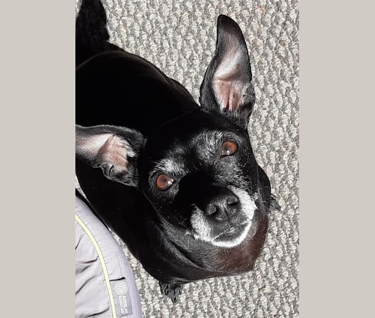 Photo of Benny, a Chihuahua and Mixed mix in Port Angeles, Washington, USA