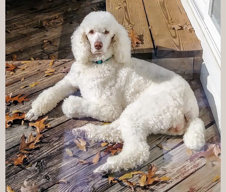 Photo of Nunn's Sugar Rose, a Poodle (Standard)  in Rock Hill, SC, USA