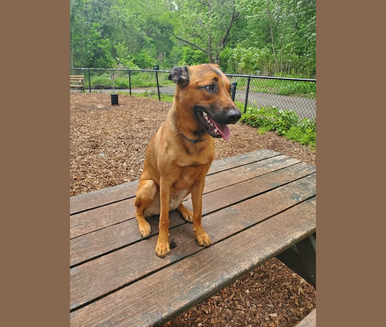 Vito, a Dutch Shepherd and Belgian Malinois mix tested with EmbarkVet.com