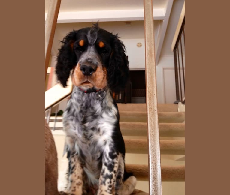 Blue merle 2025 springer spaniel