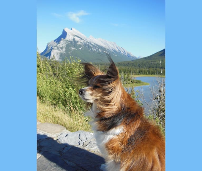 Photo of Samie, a Papillon  in Vancouver, British Columbia, Canada