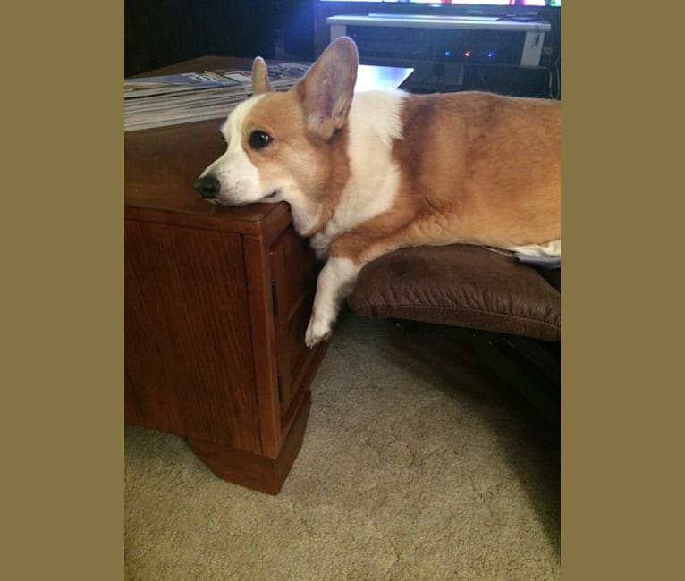 Clark, a Pembroke Welsh Corgi tested with EmbarkVet.com