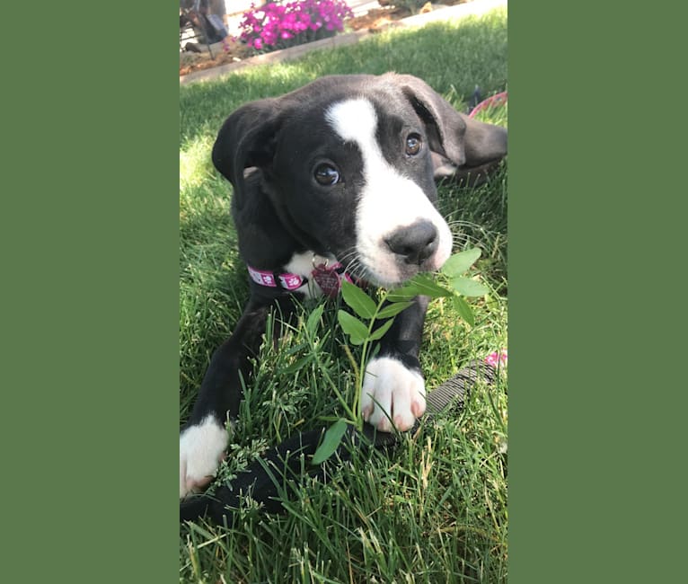 Penny, an American Pit Bull Terrier and Labrador Retriever mix tested with EmbarkVet.com