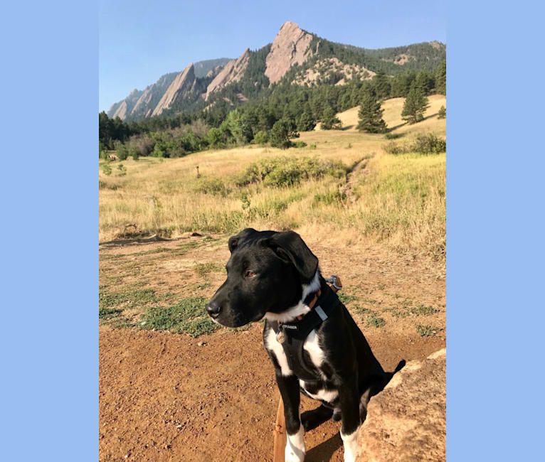 Ralph, an Australian Cattle Dog and American Pit Bull Terrier mix tested with EmbarkVet.com