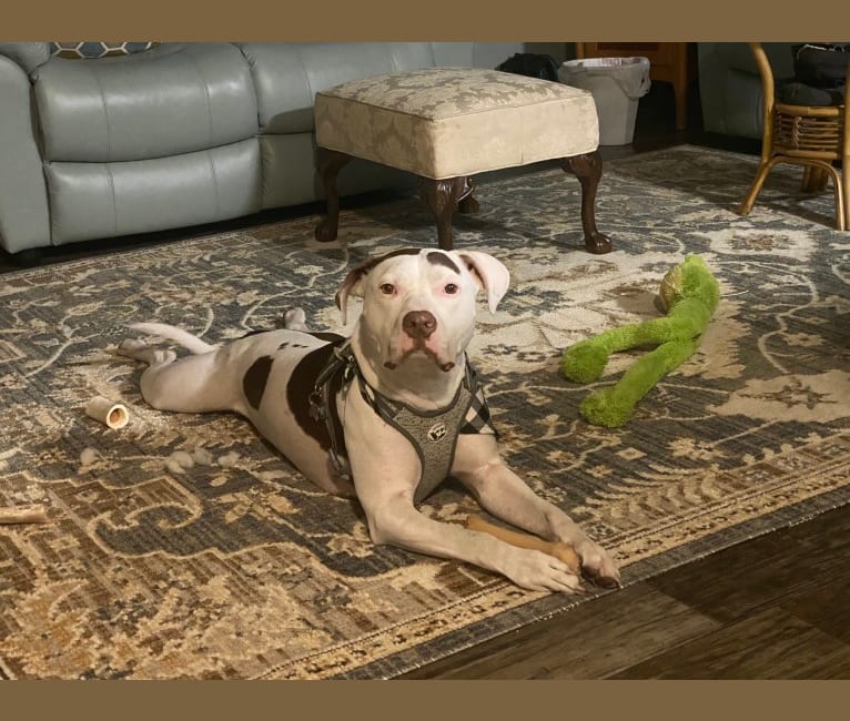 Gambit, an American Pit Bull Terrier and American Staffordshire Terrier mix tested with EmbarkVet.com