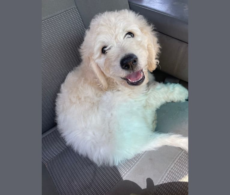 Magnolia Claire, a Goldendoodle tested with EmbarkVet.com