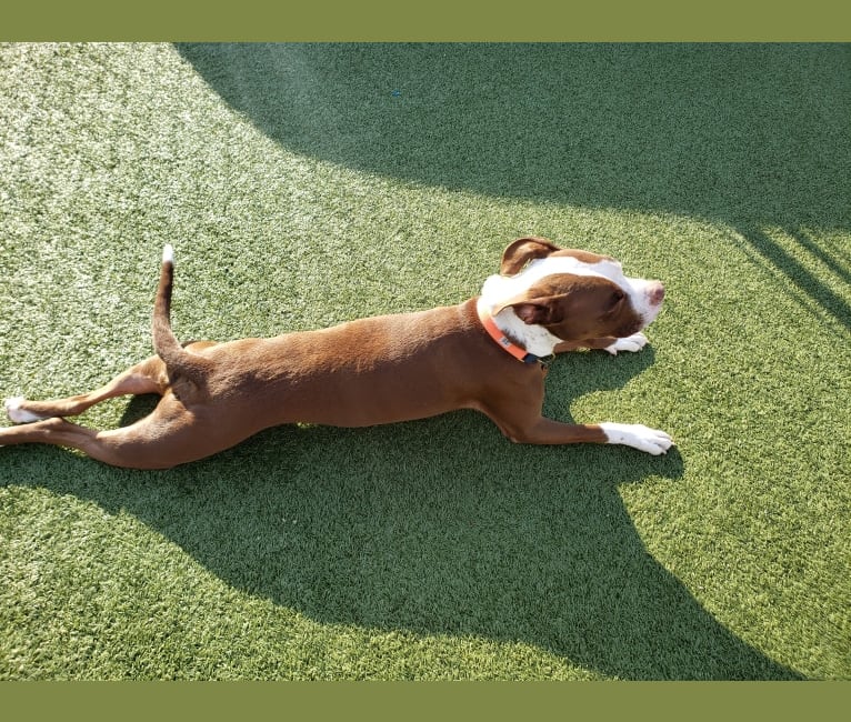 Drake, an American Pit Bull Terrier tested with EmbarkVet.com