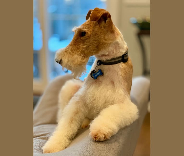 Photo of Rocky, a Wire Fox Terrier  in Indian Creek, Illinois, USA
