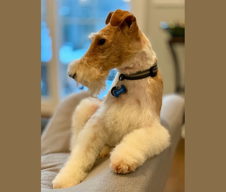 Rocky, a Wire Fox Terrier tested with EmbarkVet.com