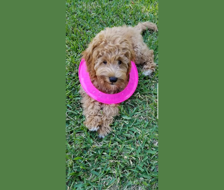 Teddy Bear, a Poodle (Small) and Poodle (Standard) mix tested with EmbarkVet.com