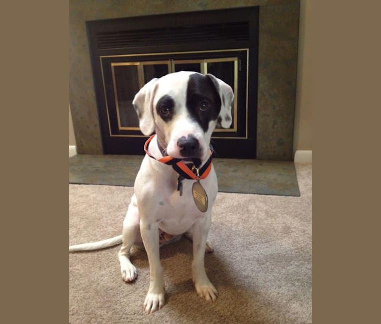 Snoopy, an American Pit Bull Terrier and Beagle mix tested with EmbarkVet.com