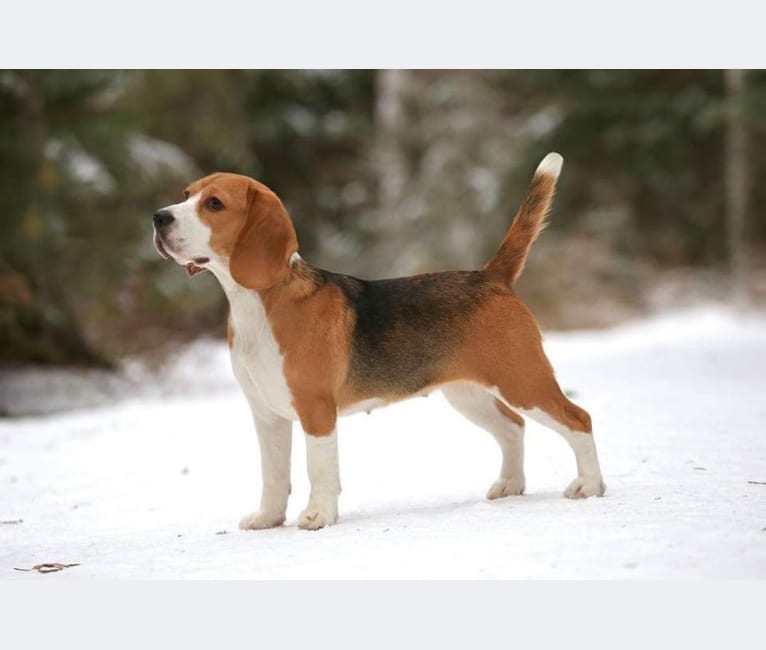 Windkist beagles sales