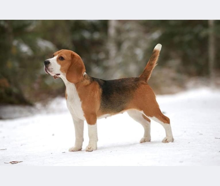 Clover, a Beagle tested with EmbarkVet.com