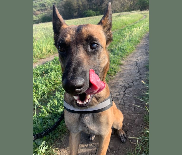 Zoey, a Belgian Shepherd tested with EmbarkVet.com