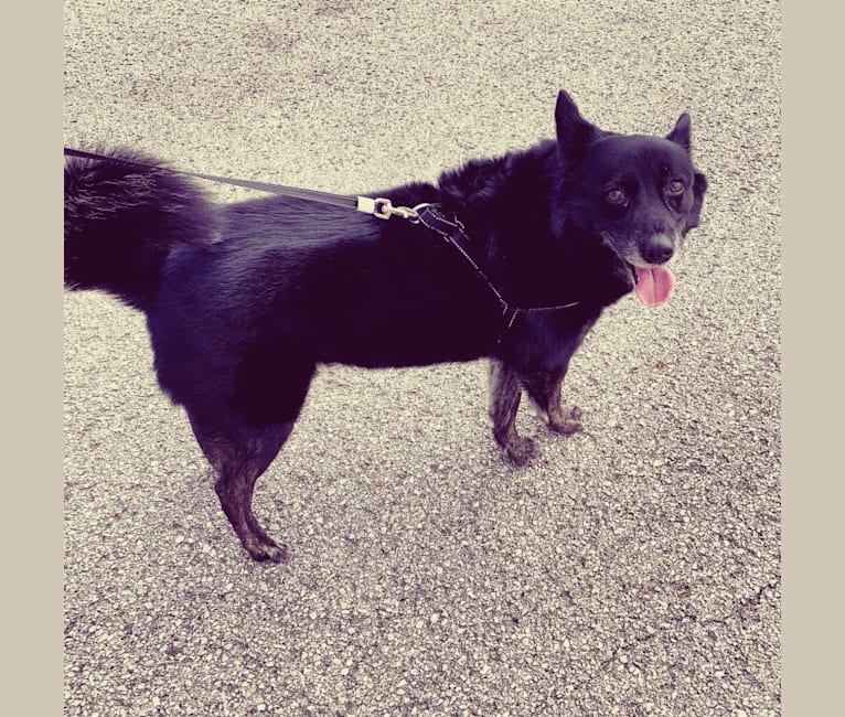 Diamond, an Australian Cattle Dog and German Shepherd Dog mix tested with EmbarkVet.com