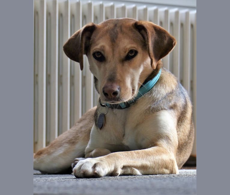 Ellie, a Treeing Walker Coonhound and Siberian Husky mix tested with EmbarkVet.com