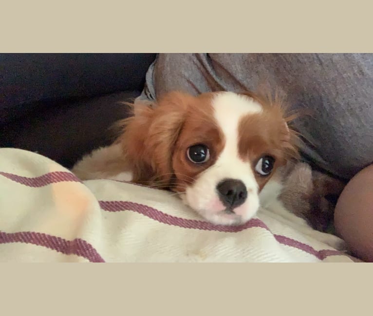 Rose Tyler, a Cavalier King Charles Spaniel tested with EmbarkVet.com