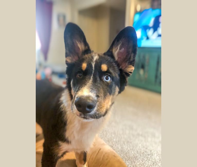 Koda, a Siberian Husky and Australian Cattle Dog mix tested with EmbarkVet.com