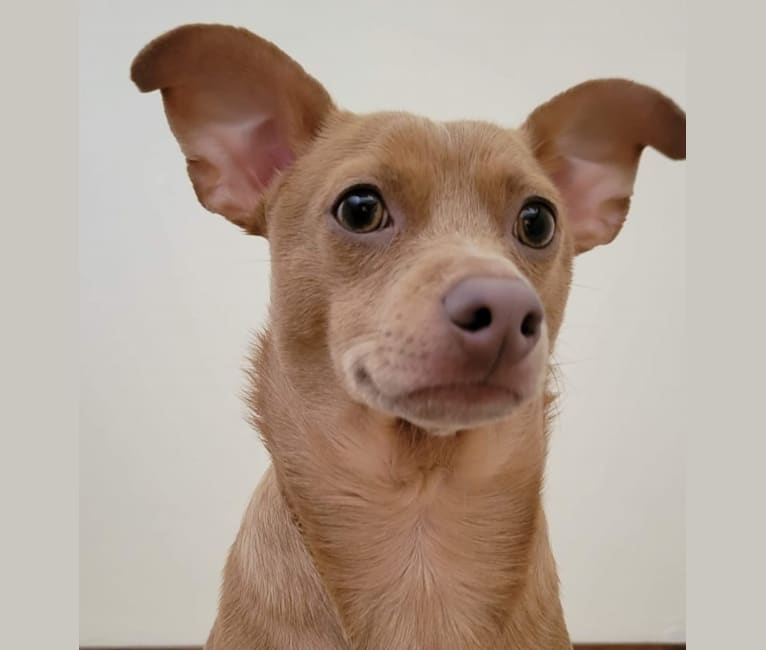 Noodle, a Chihuahua and Miniature Pinscher mix tested with EmbarkVet.com