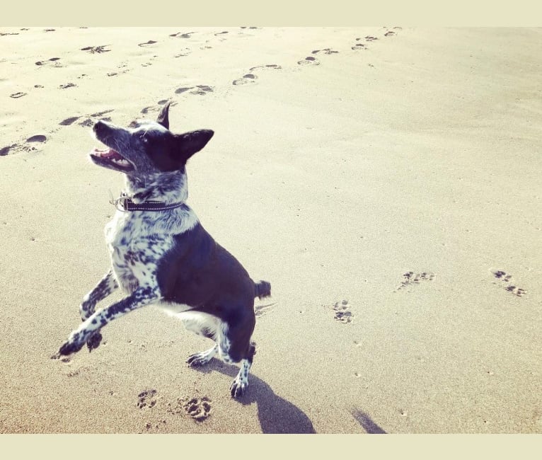 Oreo, an Australian Cattle Dog and Rat Terrier mix tested with EmbarkVet.com