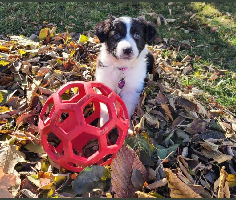 Willow, an Australian Shepherd and Border Collie mix tested with EmbarkVet.com