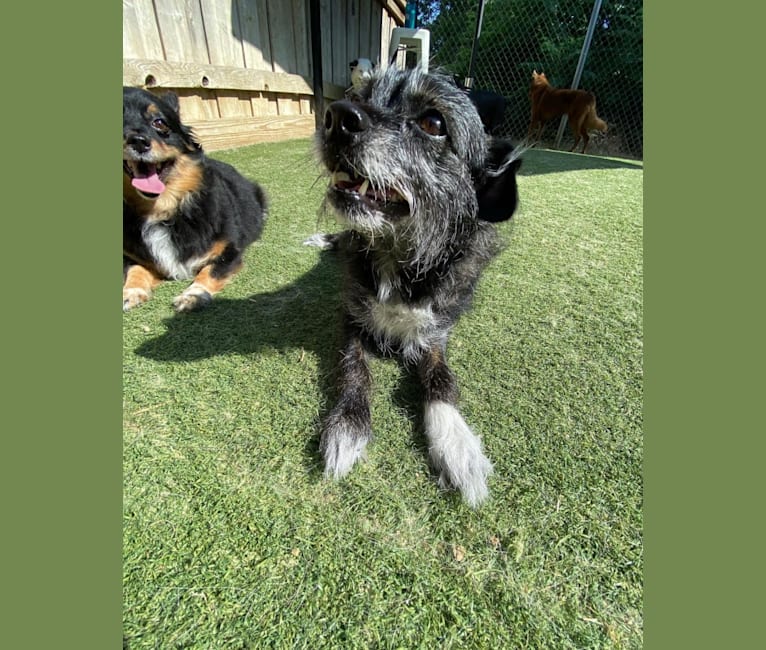 Marcy, a Chihuahua and Cocker Spaniel mix tested with EmbarkVet.com