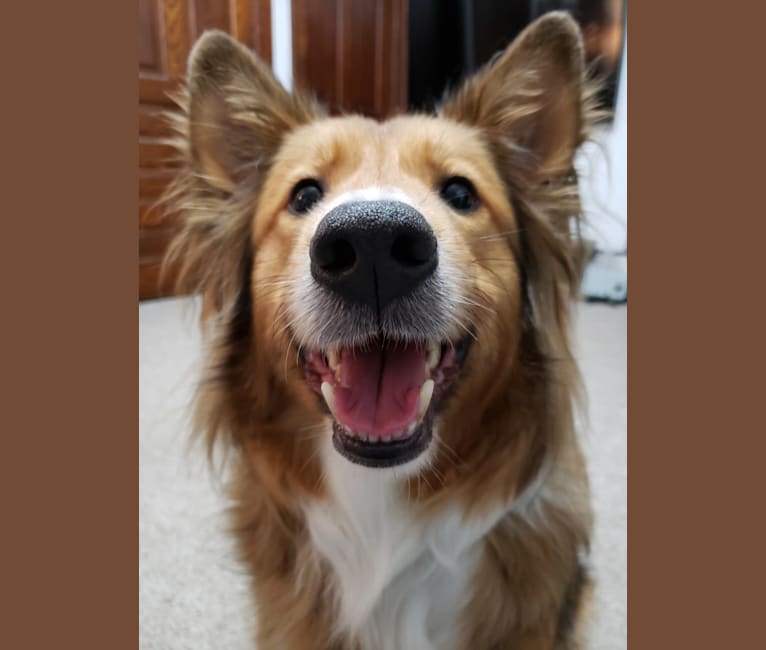 Embark Dog DNA Test Breed