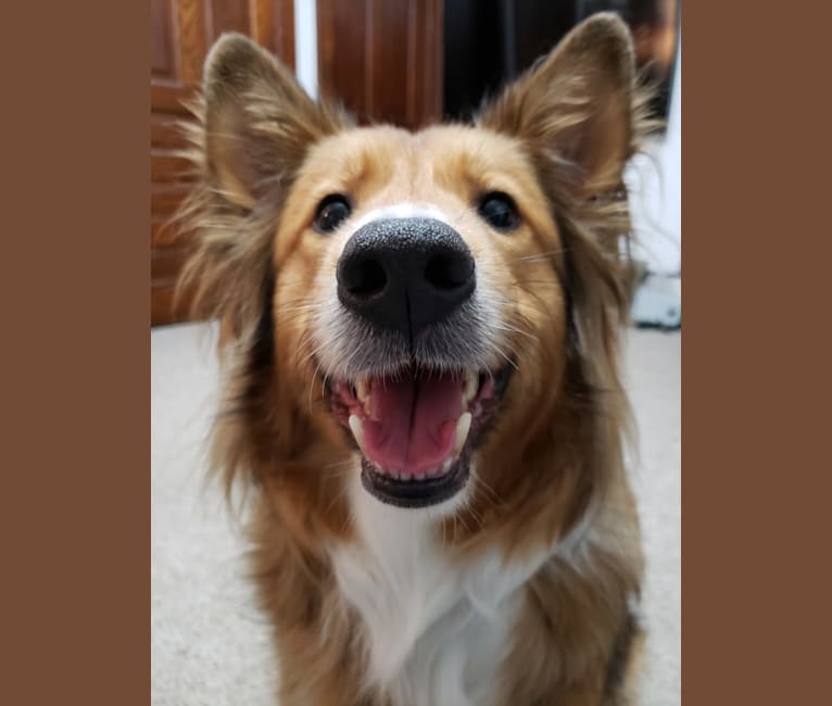 Doug, a Shetland Sheepdog and Australian Cattle Dog mix tested with EmbarkVet.com