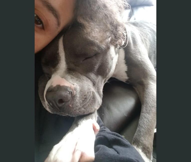 MaSiWei, an American Bully tested with EmbarkVet.com