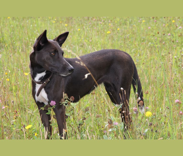 Bonji, a Central and East African Village Dog tested with EmbarkVet.com