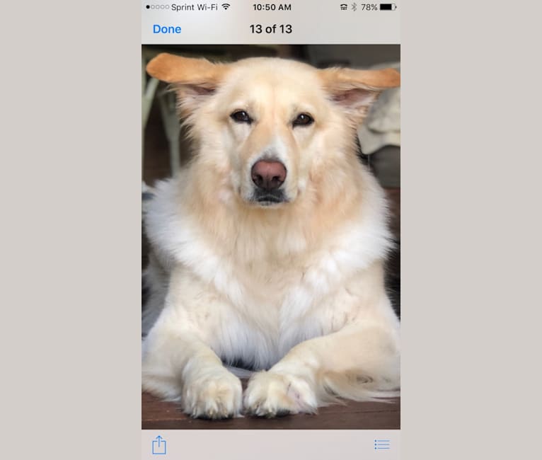 Sugar, a German Shepherd Dog and Labrador Retriever mix tested with EmbarkVet.com